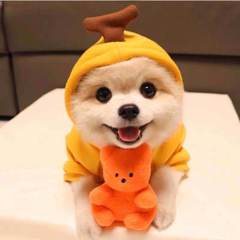 Cute and coazy Winter and Spring Pet ehhhhSweater for all Sizes! PWNinja