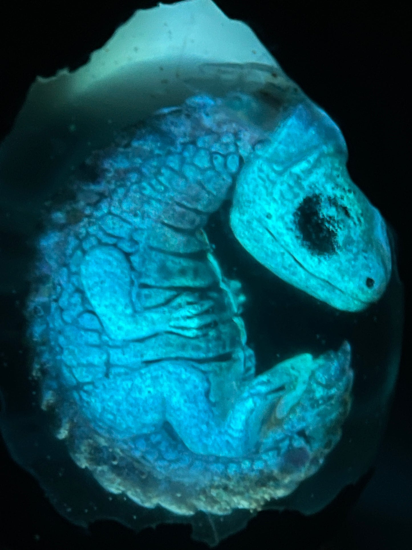 Hydion Legendary Dragon Egg with Lighted Base